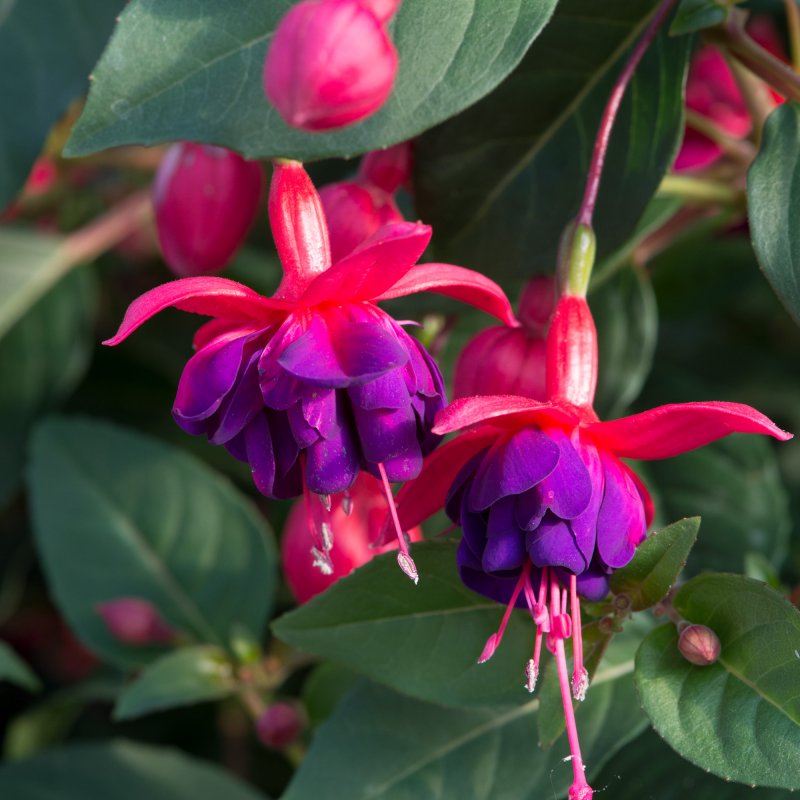 BEDDSUMM Fuchsia Dollar Princess