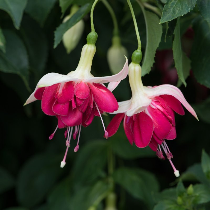 BEDDSUMM Fuchsia Seventh Heaven