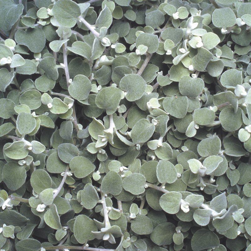 BEDDSUMM Helichrysum Silver
