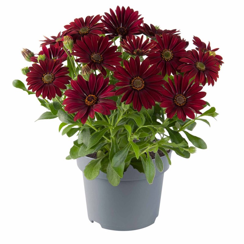 BEDDSUMM Osteospermum Dalina Dark Red 02 FL