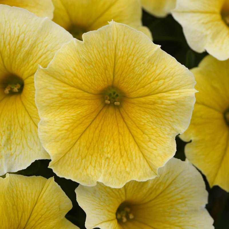 BEDDSUMM Petunia Bees Knees 01
