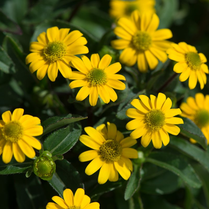 BEDDSUMM SANVITALIA MILLION SUNS