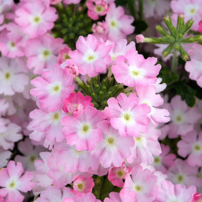 BEDDSUMM Verbena Showboat Light Pink