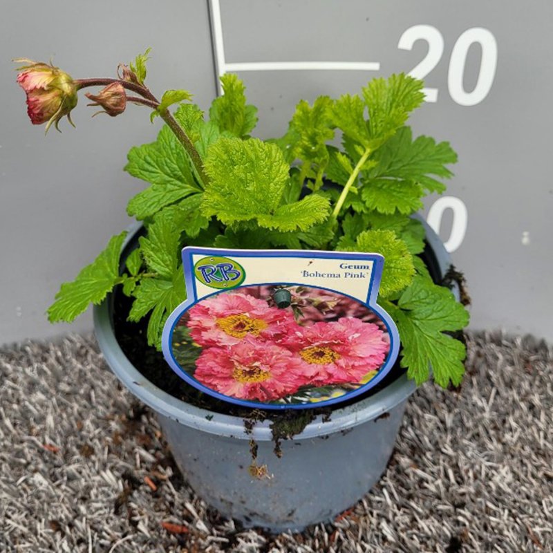 GEUM BOHEMA PINK