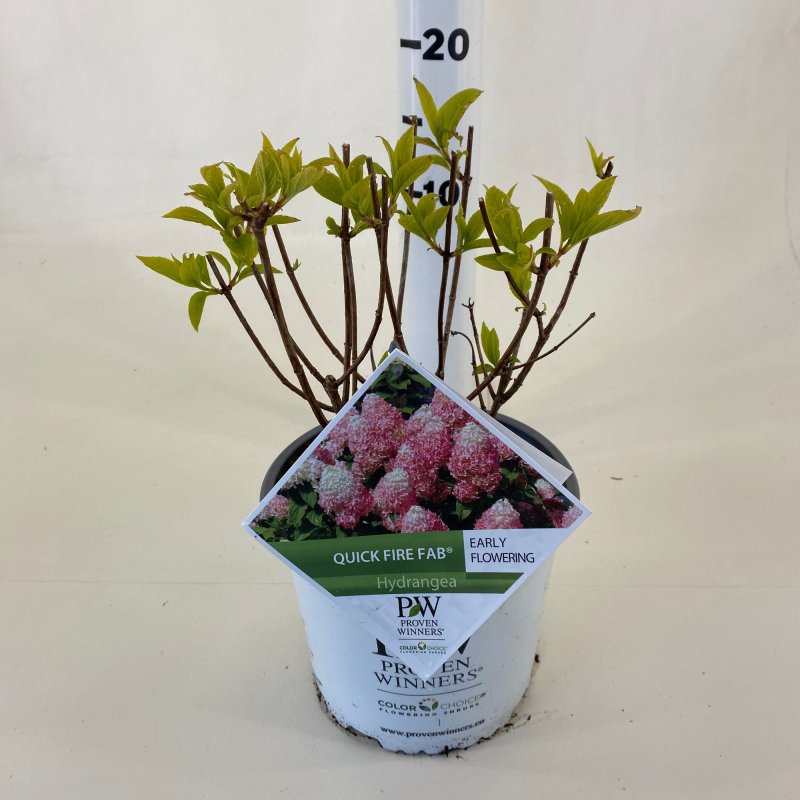 Hydrangea pan. Quick Fire Fab ® P19-(3-LTR) LOS-(X21)