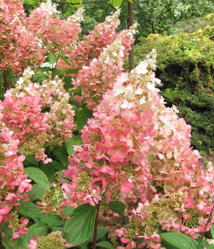 HydrangeaPinkyWinky