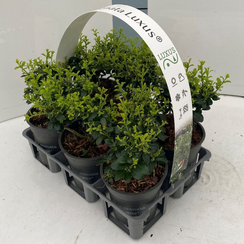 ILEX CRENATA LUXUS HEDGE6pk