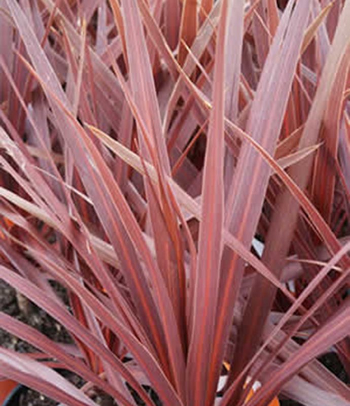 CordylineRedStar