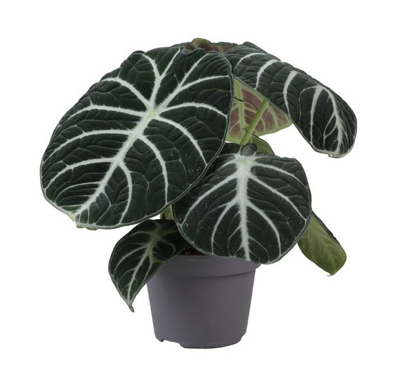 HOUSE Alocasia Ninja 464696