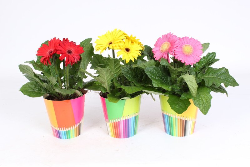 HOUSE Gerbera 2+ + Pencil pot 284468