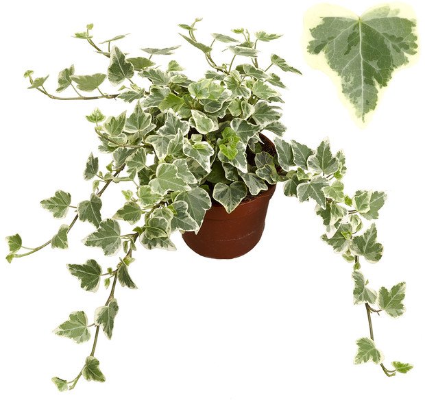 HOUSE Hedera hel White Wonder 216320