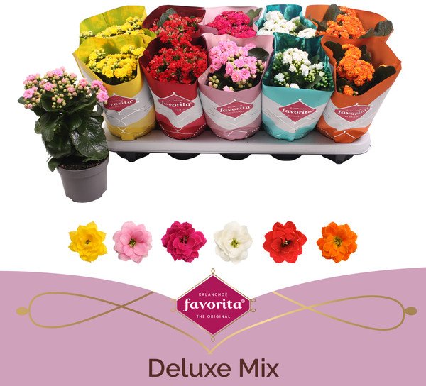 HOUSE Kalanchoe bloss Perfecta mix ( filled flowers) 462045