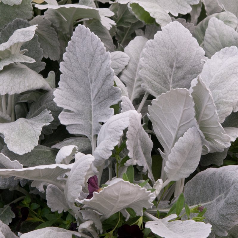 BEDD_Cineraria_Cirrus_Bloom_4463