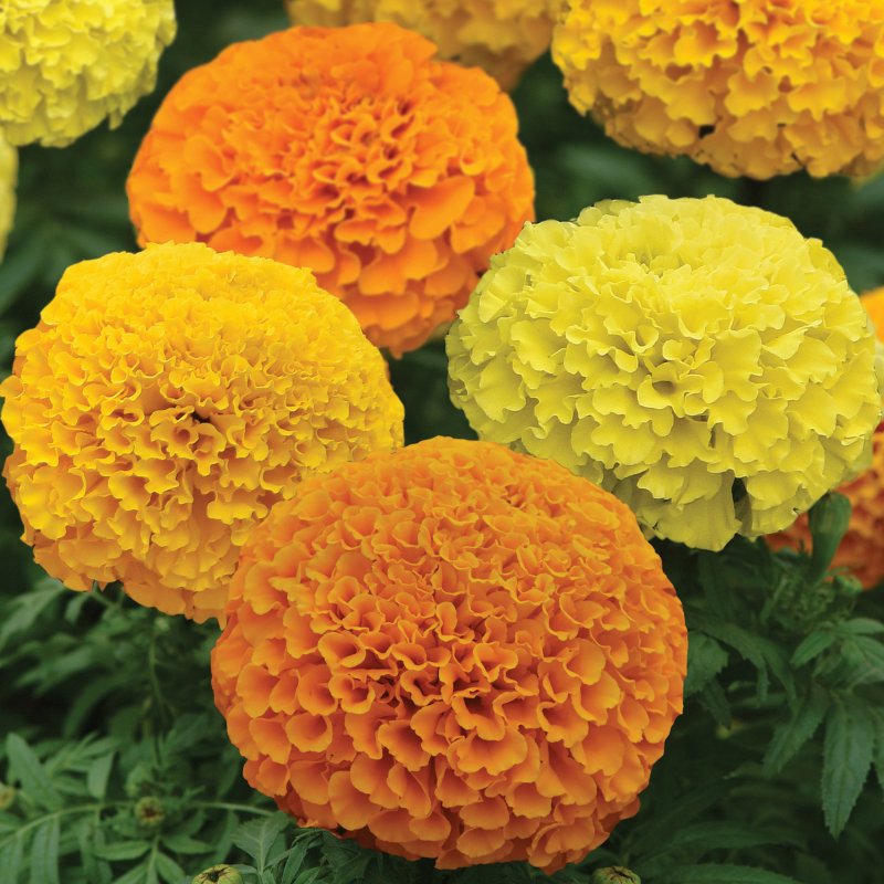 BEDD_African_Marigold_Marvel_II_Mix_Bloom_7423