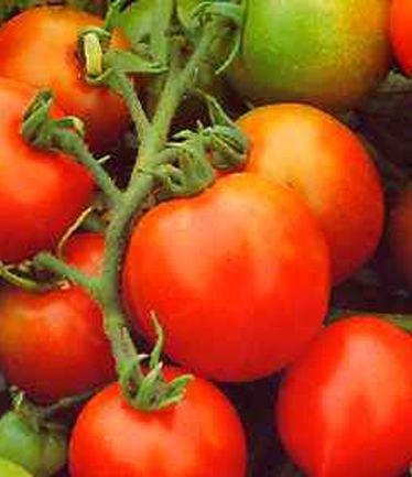 VEGTOMATOREDALERTLARGE