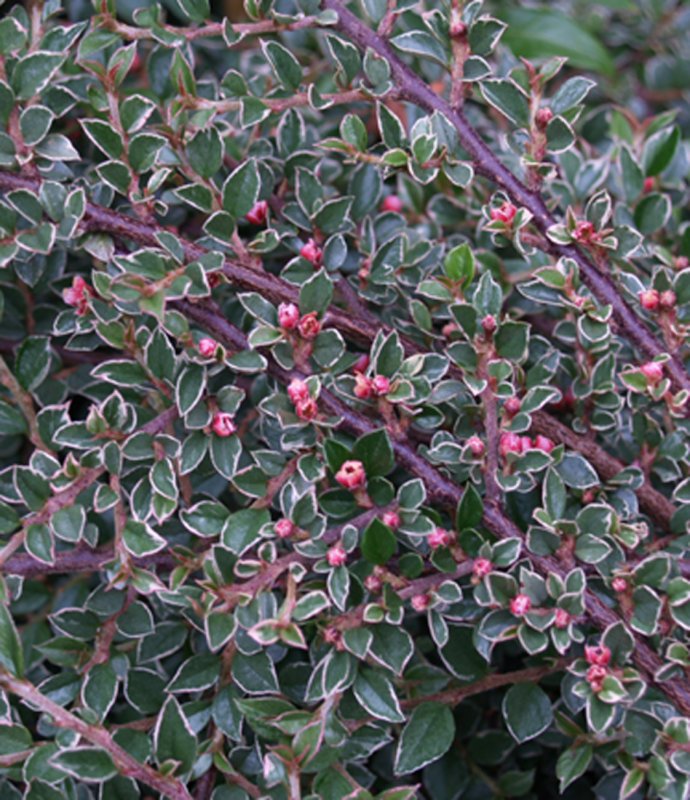 CotoneasterAtropurpVariegatus