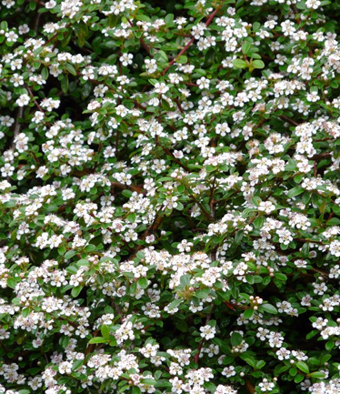 CotoneasterDameri