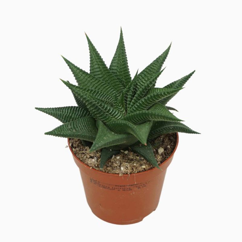 HOUSE Haworthia Limifolia Twist 371630