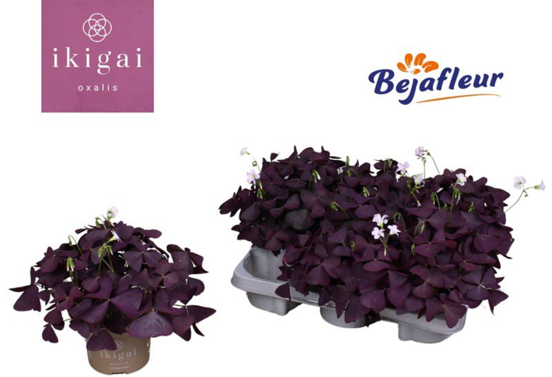 HOUSE Oxalis Mijke 439170