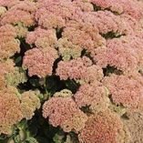 PERSEDUMHERBSTFREUDEMID
