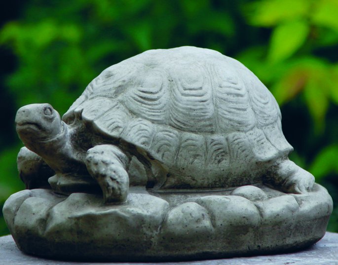 TORTOISE  