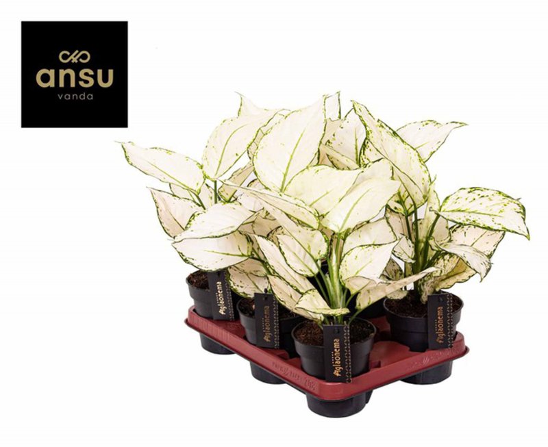 HOUSE Aglaonema White Joy 446058