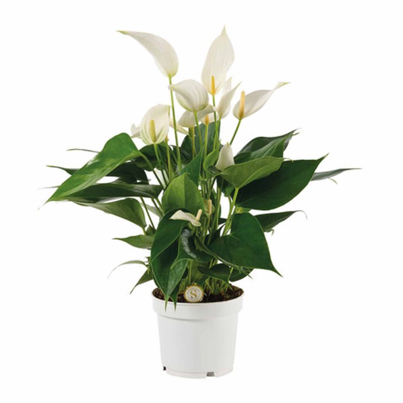 HOUSE Anthurium andr Banderola Cava white 485425