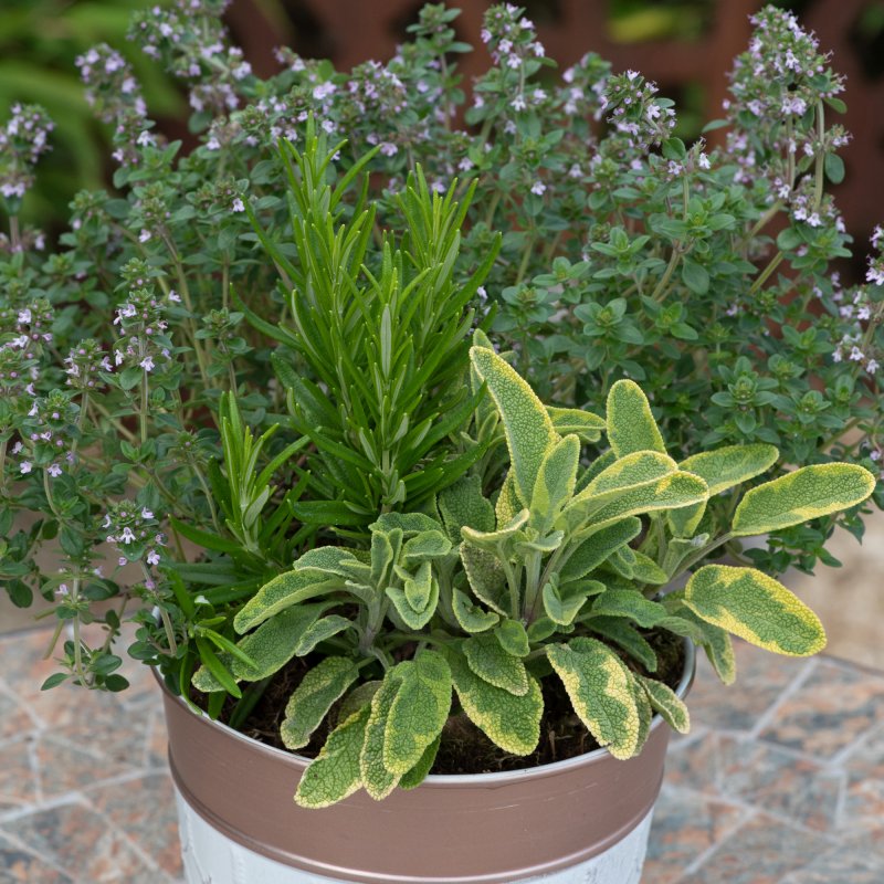 HERB_Herbs Great for Grilling 01