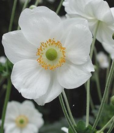 PERANEMONEHYBRIDAHONORINEJOBERTLARGE