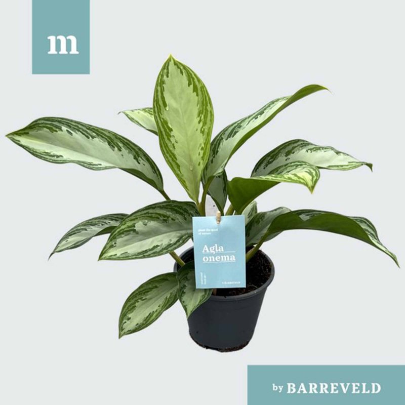 HOUSE Aglaonema Silver Bay 424123