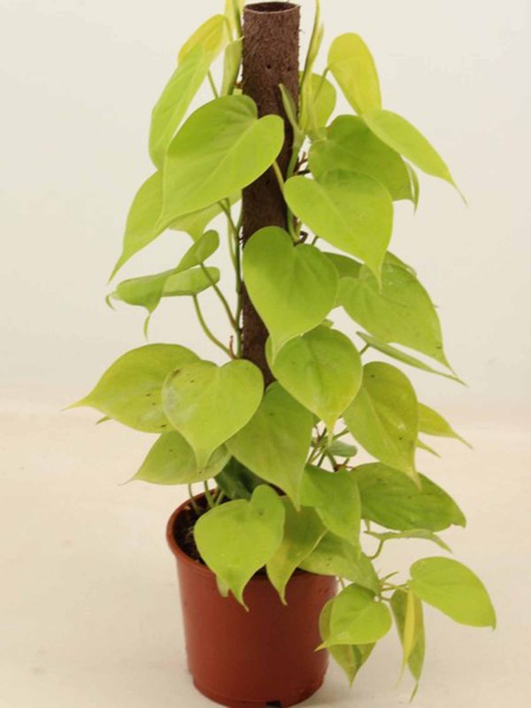 HOUSE Kratiste Philodendron lime 480556