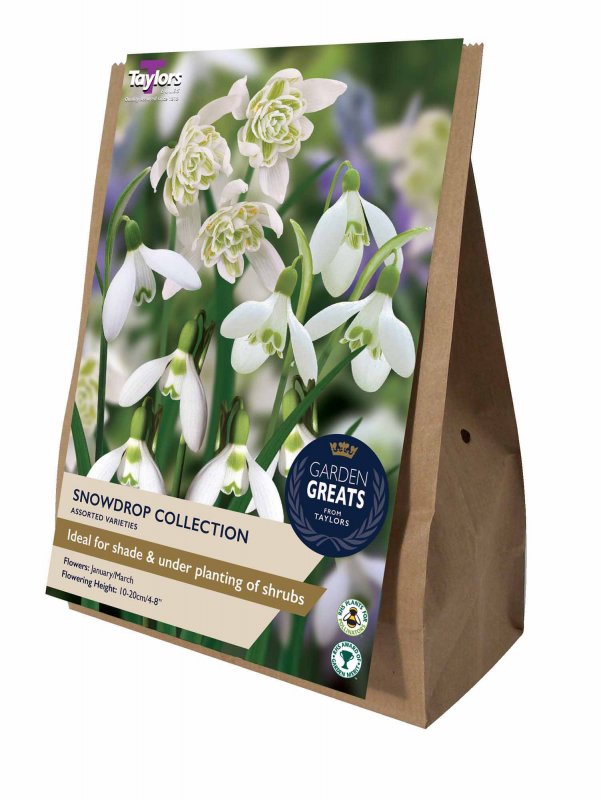 AV600 Garden Greats - Snowdrop Collection