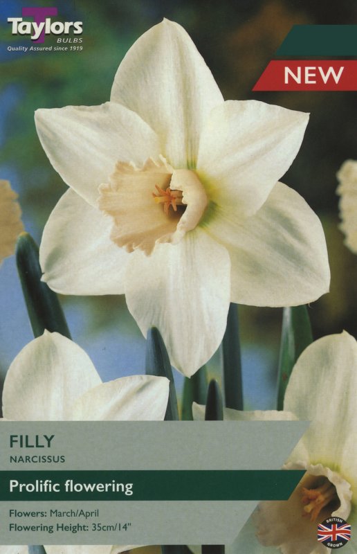 TP111 Filly
