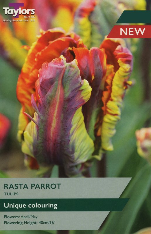 TP454 Rasta Parrot