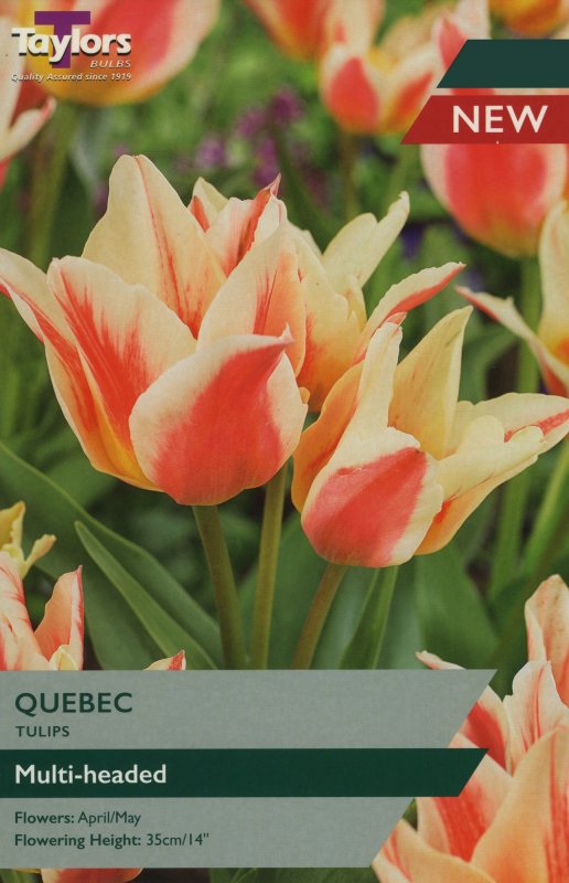 TP5613 Quebec