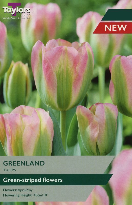 TP591 Greenland