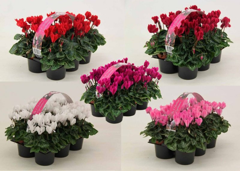 BEDDAUT Cyclamen Verano in varieties 6-Pack