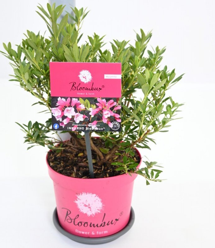 RHODO BloombuxMagnenta