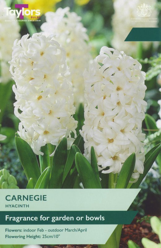 TP619-Carnegie-garden