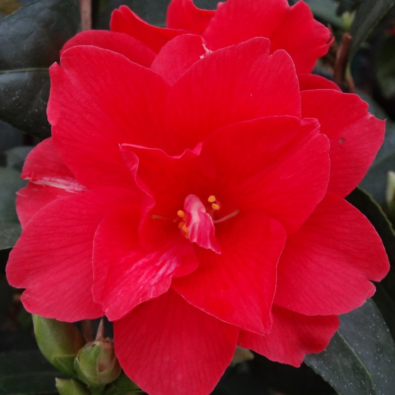CAMELLIA Freedom Bell LARGE