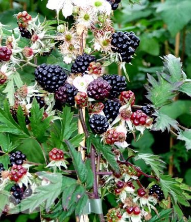 FRUITBLACKBERRYOREGANTHORNLESSLARGE