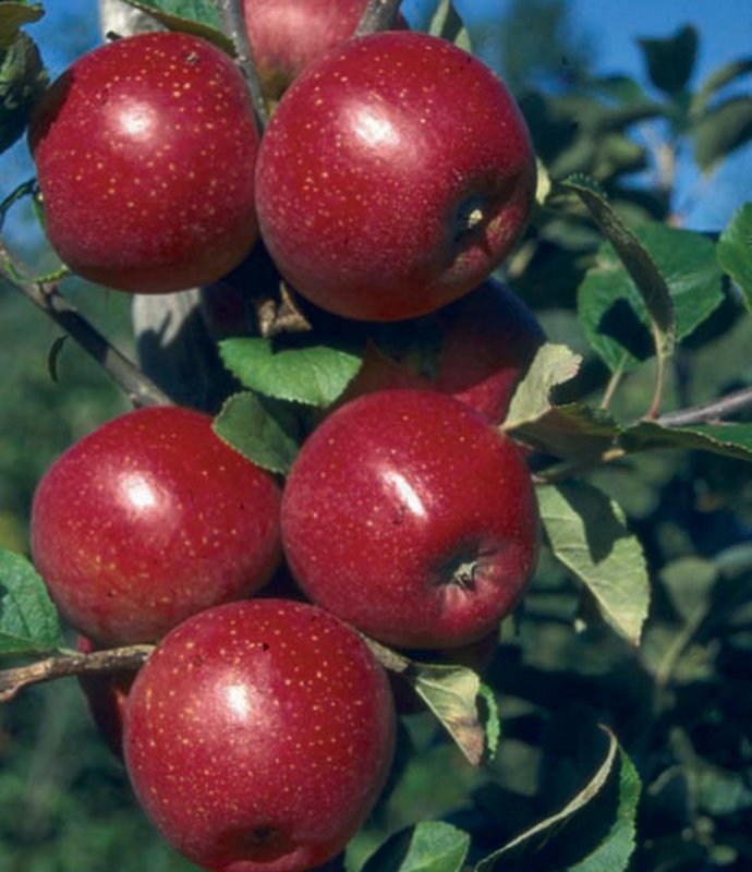 FRUITAppleRedWindsorLARGE