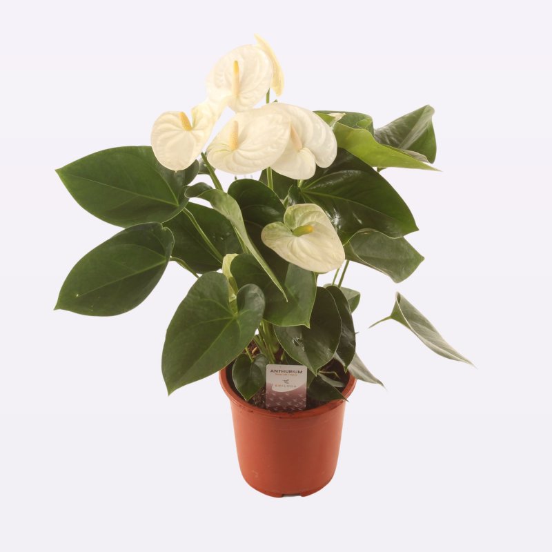 Anthurium Arisa White 17cm