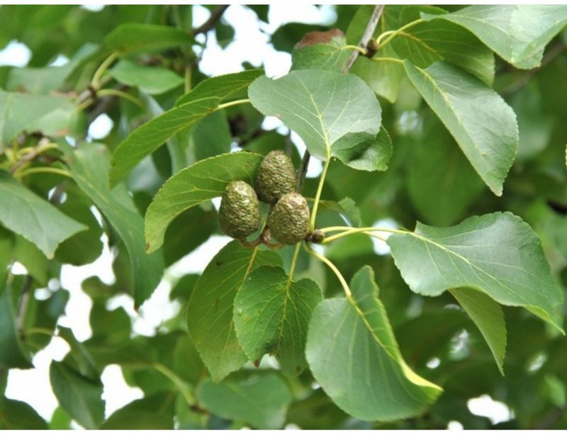 ALNUS CORDATA B-R 40-60-1+1