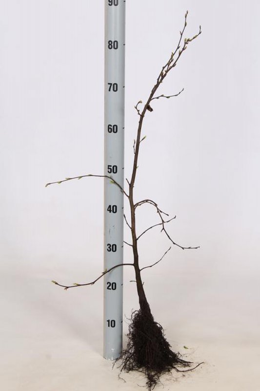 CARPINUSBETULUS BR 60-80 1+1