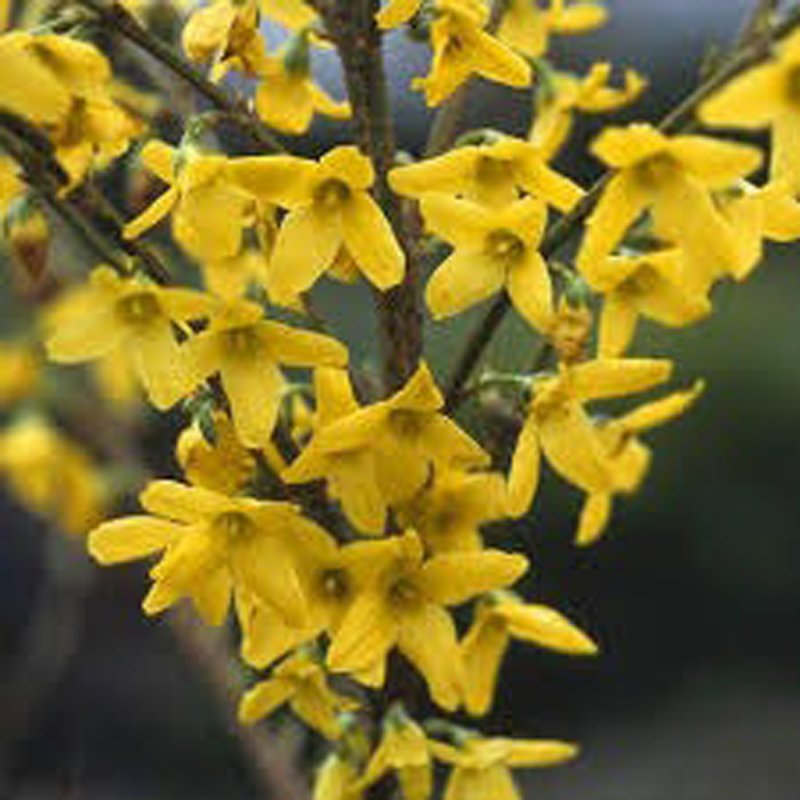 FORSYTHIA SPECTABILIS BR 40-60-0+1