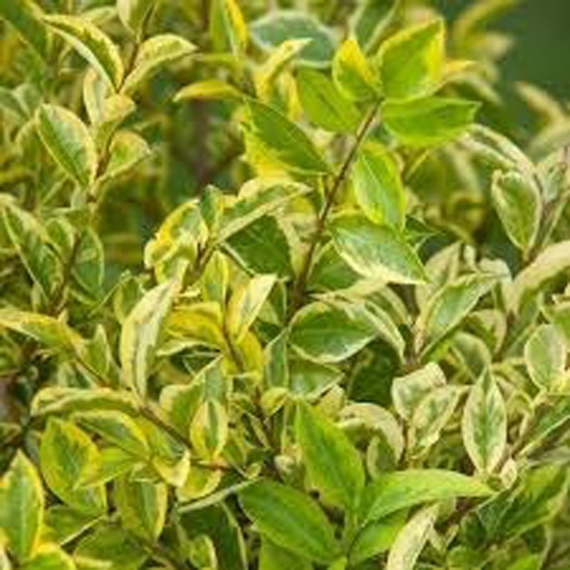 LIGUSTRUM OVAL AUREUM BR 60-80-0+2-2STEM