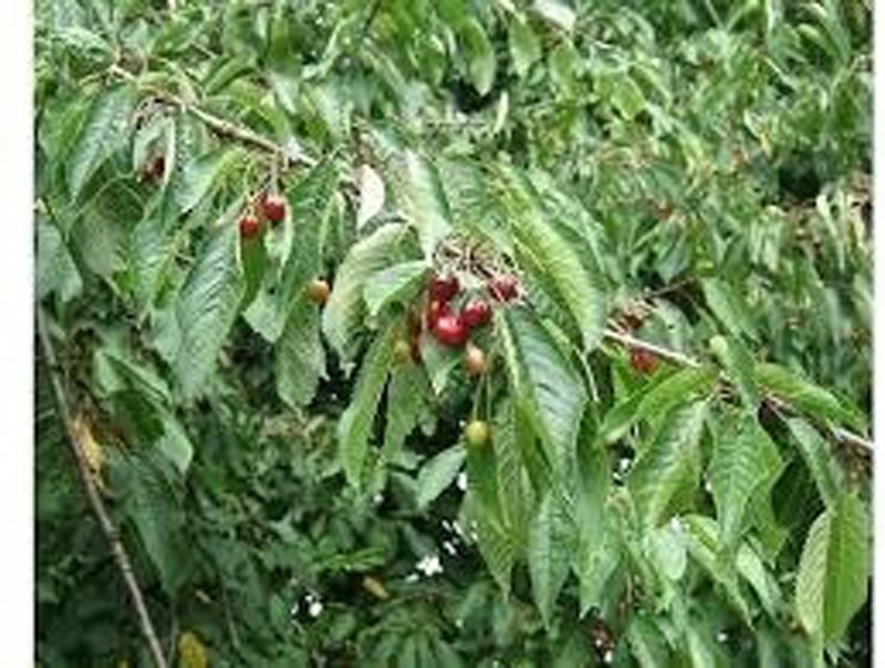 PRUNUS AVIUM BR 60-80 1+1