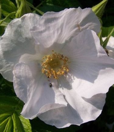 HEDGEROSARUGOSAALBALARGE