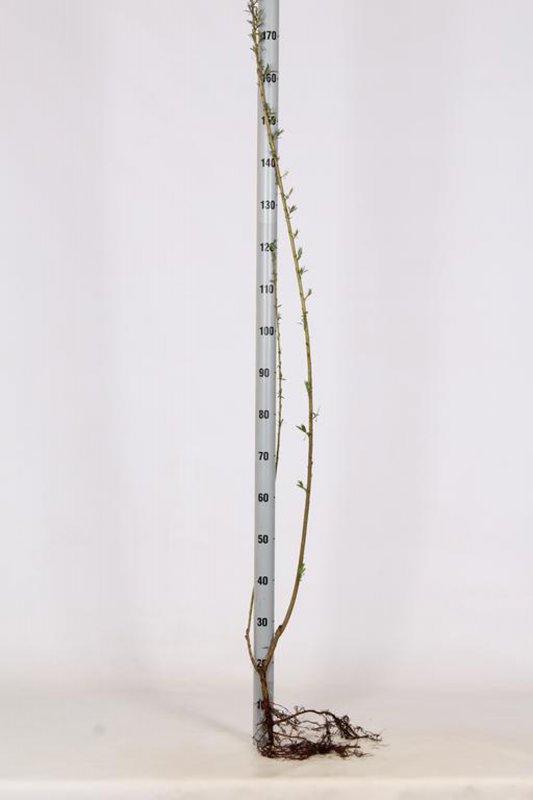 SALIX VIMINALIS BR 120-140-0+1